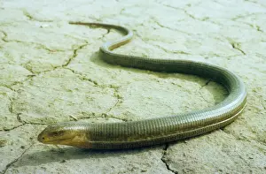 Middle East Prints: Legless Lizard - Kopet-Dag mountains - Turkmenistan - former CIS - March Tm25. 0003