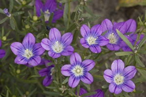 Images Dated 22nd July 2006: Legousia pentagonia, from SE Europe