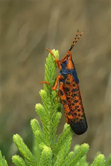 Grasshoppers Prints: Leichhardt's grasshopper - on host plant Pytirodia sp