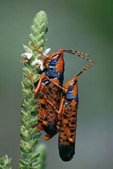 Leichhardts Grasshopper - Mating pair on host plant Pityrodia jamesii