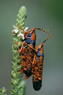 Grasshoppers Prints: Leichhardt's Grasshopper - Mating pair on host plant Pityrodia jamesii Kakadu National Park