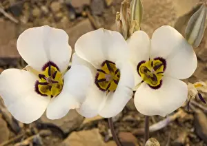Herbal Prints: Leichtlin's mariposa-lily - also known as tiger-lily