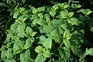 Herbs Prints: Lemon Balm ROG 936 Widely used as a herb and flavouring Melissa Officinalis © Bob Gibbons / ARDEA LONDON