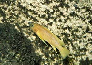 Images Dated 18th August 2006: Lemon Cichlid - endemic Lake Tanganyika