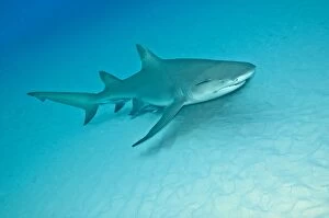 Images Dated 24th March 2008: Lemon Shark