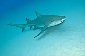 Lemon Shark - Bahamas