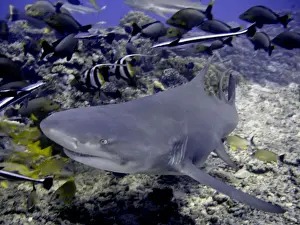 Lemon Shark Dangerous. with reef fish Moorea, French Polynesia