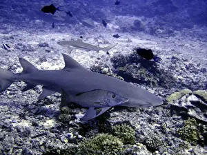 Seabed Prints: Lemon Shark Dangerous. With snapper Moorea, French Polynesia