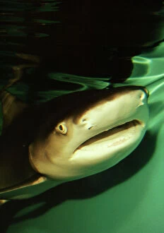 Mouths Collection: Lemon Shark East Coast, USA
