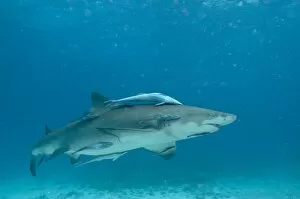 Bahamas Gallery: Lemon Shark - female is about to pup - the remoras are waiting to feed on the after birth