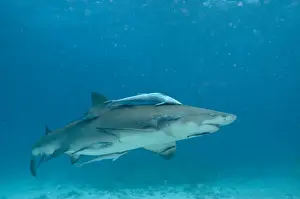 Caribbean Prints: Lemon Shark - female is about to pup - the remoras are waiting to feed on the after birth - Bahamas
