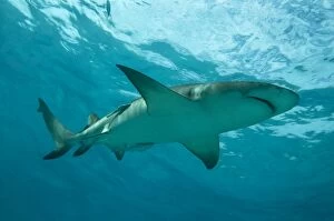 Sharks Collection: Lemon Shark - male swimming just under the surface - Bahamas