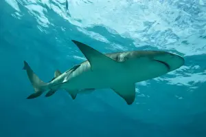 Caribbean Prints: Lemon Shark - male swimming just under the surface - Bahamas