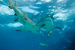 West Indies Prints: Lemon Sharks - Bahamas