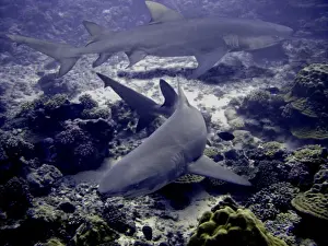 Lemon Sharks Dangerous. 3 meters long Moorea, French Polynesia