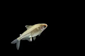 Tetra Prints: Lemon Tetra BB 596 Side view Hyphessobrycon pulchripinnis © Brian Bevan / ardea. com