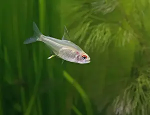 Lemon tetra – side view, tropical freshwater Brazil 002808