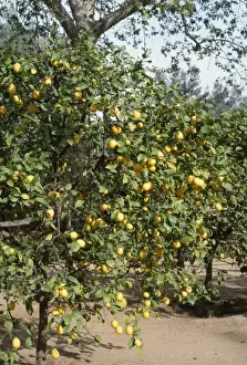 Lemon Prints: Lemon Tree