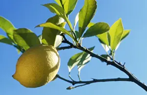 Lemon On tree