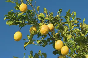 Lemon Tree - with ripe lemon fruits hanging from branch - Borrego Springs, California, USA