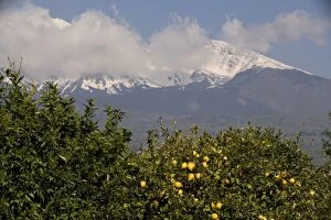 Images Dated 22nd April 2006: Lemon trees, with lemons, with Mount Etna beyond