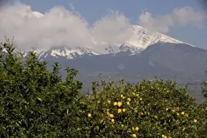 Lemon Prints: Lemon trees, with lemons, with Mount Etna beyond