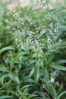 Images Dated 27th June 2006: Lemon Verbena