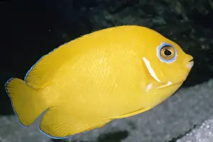 Angel Fishes Prints: Lemonpeel Angelfish - Tropical Western Pacific