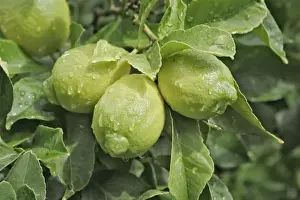 Lemon Prints: Lemons growing on tree