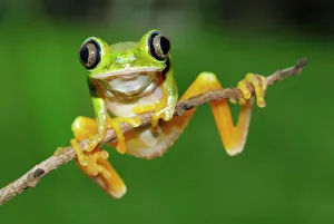 Frogs Collection: Lemur Leaf Frog Siquirres, Costa Rica