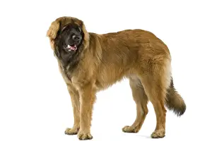 Leonberger Prints: Leonberger / Leonberg