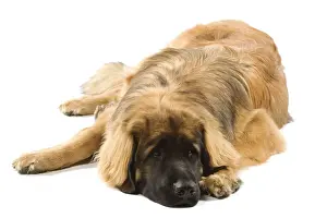 Leonberger / Leonberg - lying down