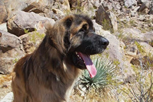 Images Dated 13th August 2021: Leonbergers enjoying the high desert Date: 04-03-2020