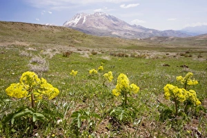 Images Dated 19th April 2009: Leontice leontopetalum - very rare cornfield weed in eastern Europe, more common in Turkey