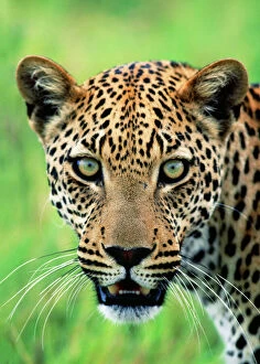 Images Dated 8th August 2006: Leopard