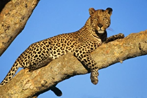 Images Dated 25th April 2007: Leopard
