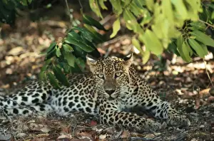 Leopard