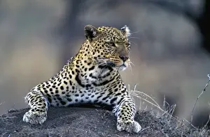Big Cat Prints: Leopard