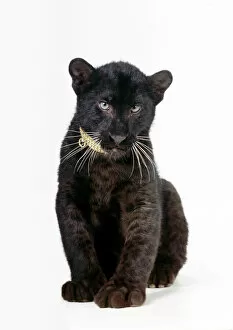 LEOPARD - Ã Black PantherÃ - cub, 16 weeks old, sitting, with diamond collar
