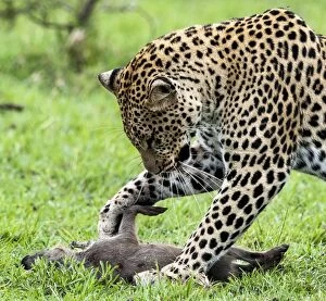 Leopard adult female with freshly killed Warthog