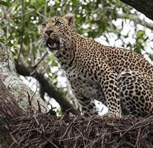 Leopard adult female sitting on Hamerkop nest