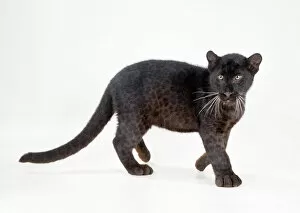 LEOPARD - Black Panther - cub, 16 weeks old, standing