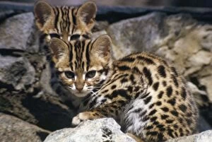 Images Dated 9th February 2007: Leopard Cat