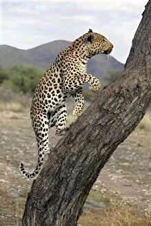 Leopard - climbing tree