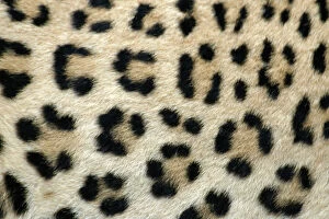Leopard - close-up of coat