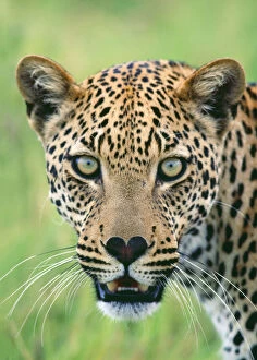 LEOPARD - close-up mouth open and heart shaped nose Date: 29-01-2021