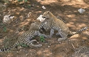Leopard - cubs playing