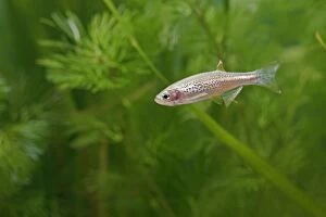 Images Dated 31st October 2005: Leopard Danio Fish – side view by weeds, morph of Brachydania rerio UK