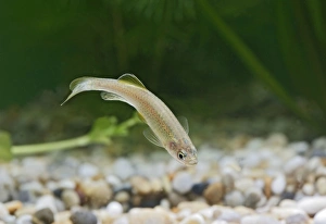 Images Dated 31st October 2005: Leopard Danio Fish – side view by weeds, morph of Brachydania rerio. UK