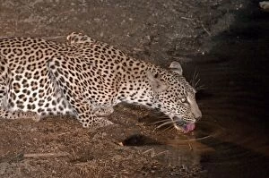 Images Dated 12th September 2009: Leopard - drinking at night - Sabi Sands Game Reserve - South Africa